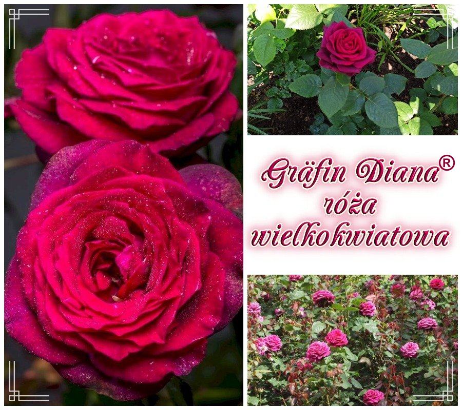 Grafin Diana róże wielkokwiatowe kol